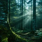 The Mysterious Bavarian Forest Awaits: A New Crime Thriller with Erol Sander Begins Filming